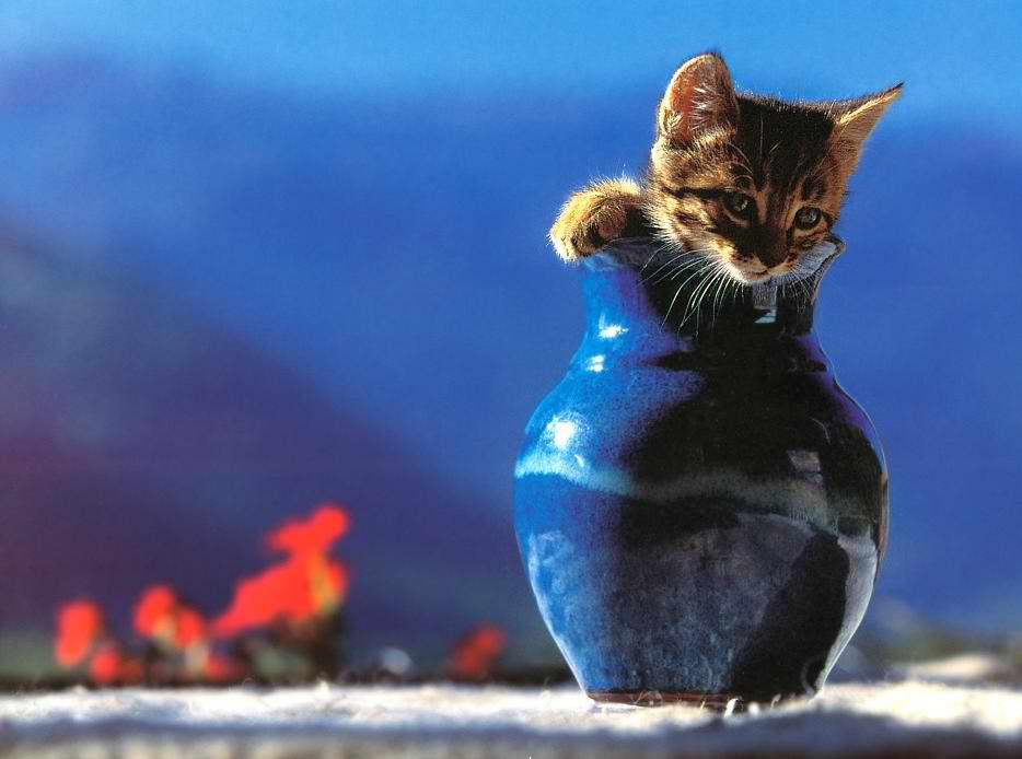 Gatti (21)
